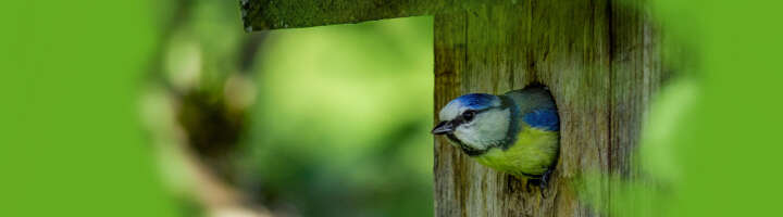 nistkasten kategorieeinstiegsbanner